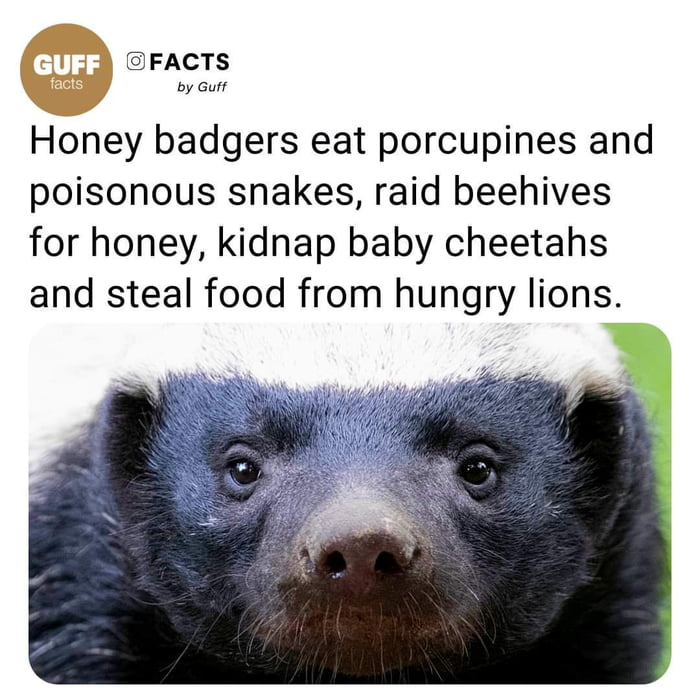 OFACTS Honey badgers eat porcupines and poisonous snakes raid beehives for honey kidnap baby cheetahs and steal food from hungry lions