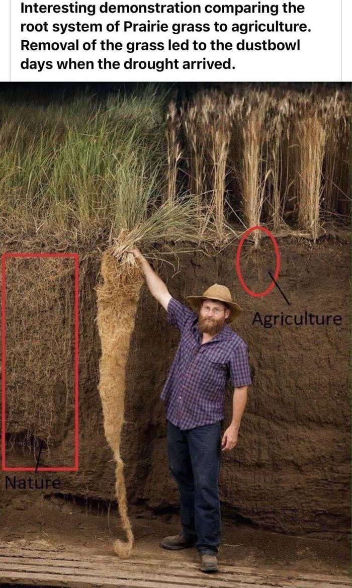 Interesting demonstration comparing the root system of Prairie grass to agriculture Removal of the grass led to the dustbowl days when the drought arrived