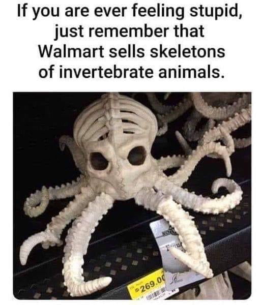 If you are ever feeling stupid just remember that Walmart sells skeletons of invertebrate animals