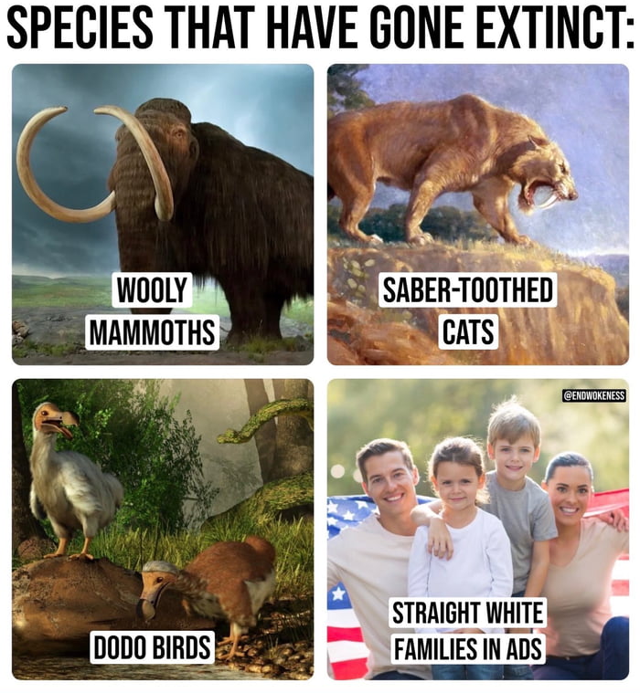 SPECIES THAT HAVE GONE EXTINCT M 8 SABER TOOTHED o STRAIGHT WHITE D000 BIRDS L PAMILES N DS