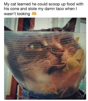 My cat learned he could scoop up food with his cone and stole my damn taco when wasnt looking