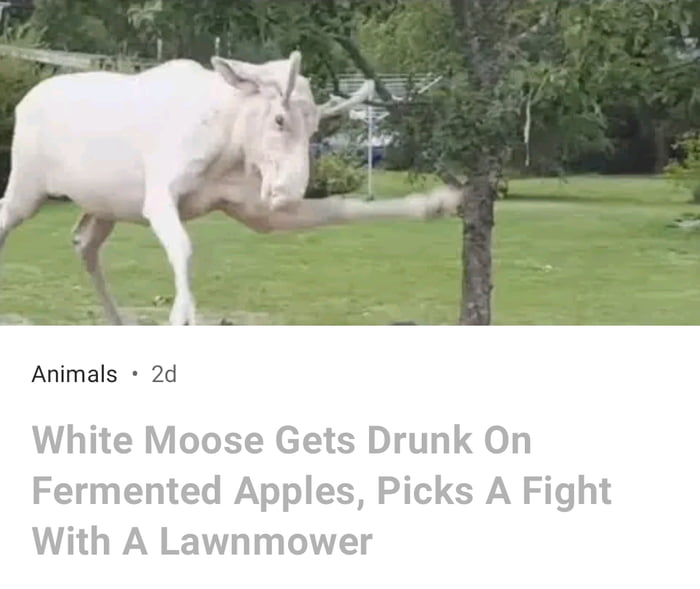 Animals 2d