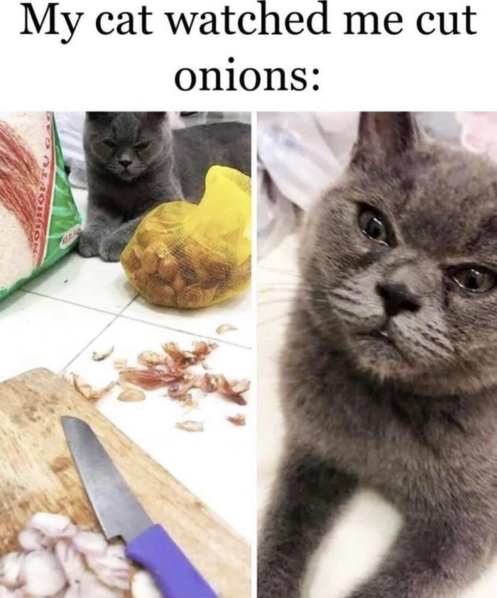 My cat watched me cut onions