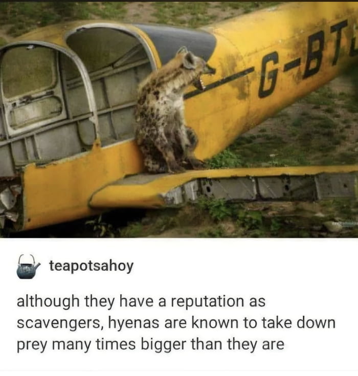 although they have a reputation as scavengers, hyenas are known to take down prey many times bigger than they are