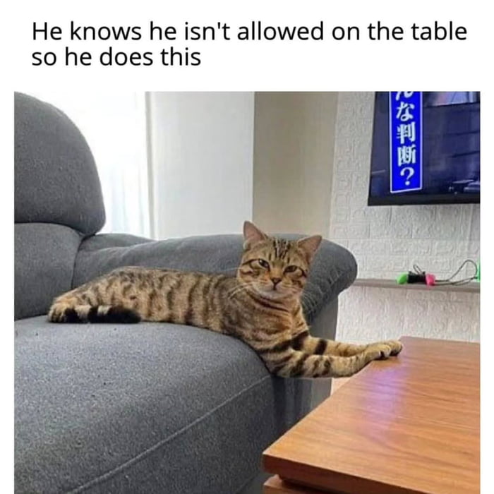 He knows he isn't allowed on the table so he does this