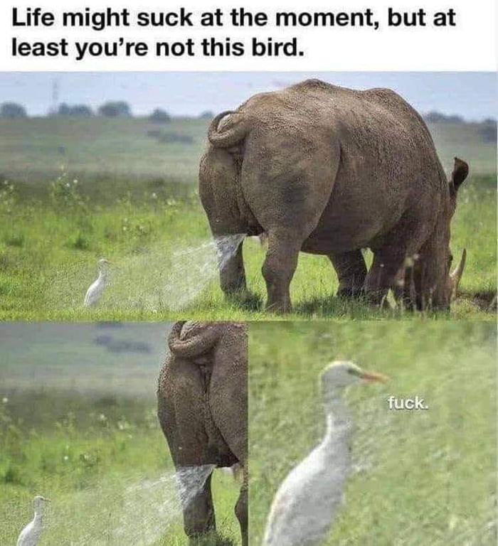 Life might suck at the moment but at least youre not this bird fuck