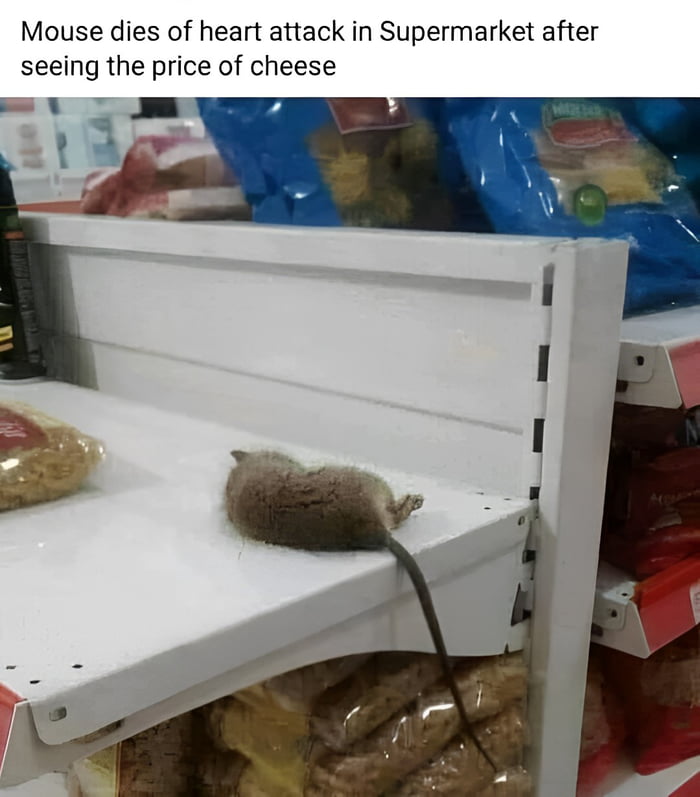 Mouse dies of heart attack in Supermarket after seeing the price of cheese