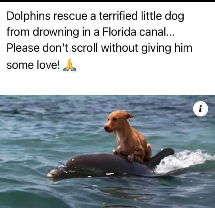 Dolphins rescue a terrified little dog from drowning in a Florida canal Please dont scroll without giving him some love i