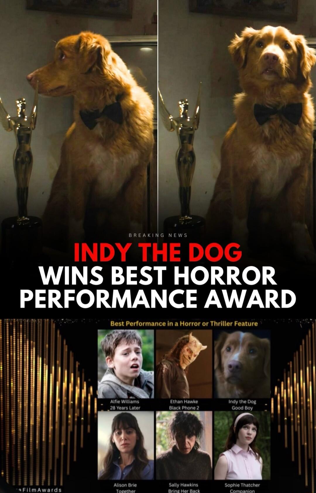 INDY THE DOG WINS BEST HORROR PERFORMANCE AWARD
Breaking News
Best Performance in a Horror or Thriller Feature