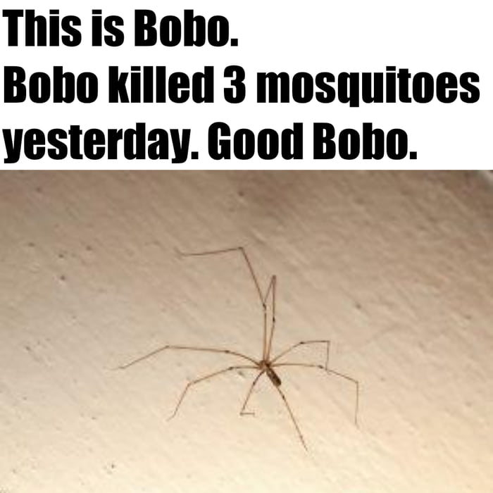 This is Boho Boho killed 3 mosquitoes yesterday Good Boho