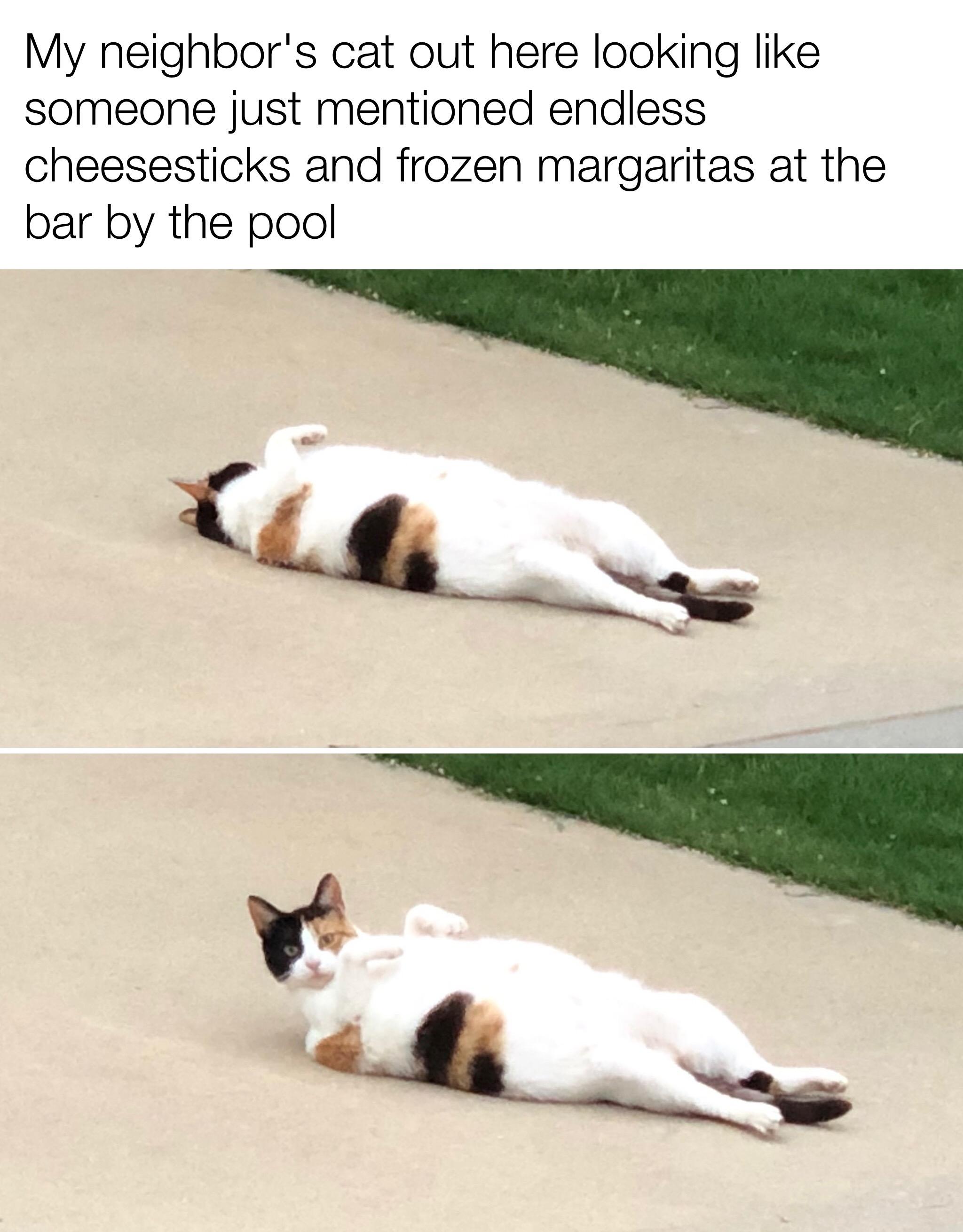 My neighbors cat out here looking like someone just mentioned endless cheesesticks and frozen margaritas at the bar by the pool