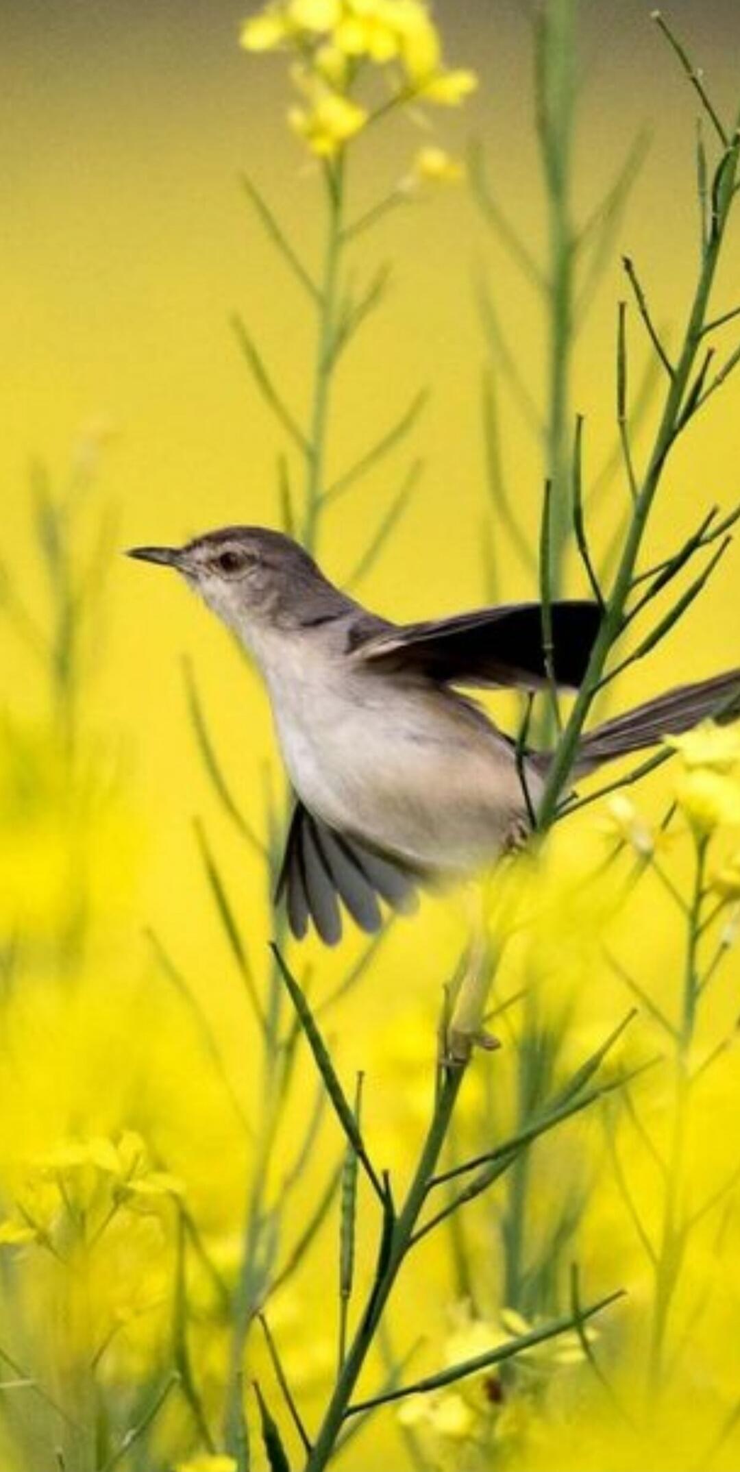 A small bird perched among yellow flowers.