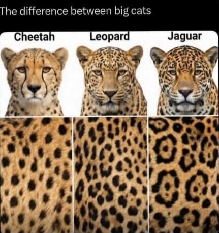 The difference between big cats Cheetah Leopard Jaguar