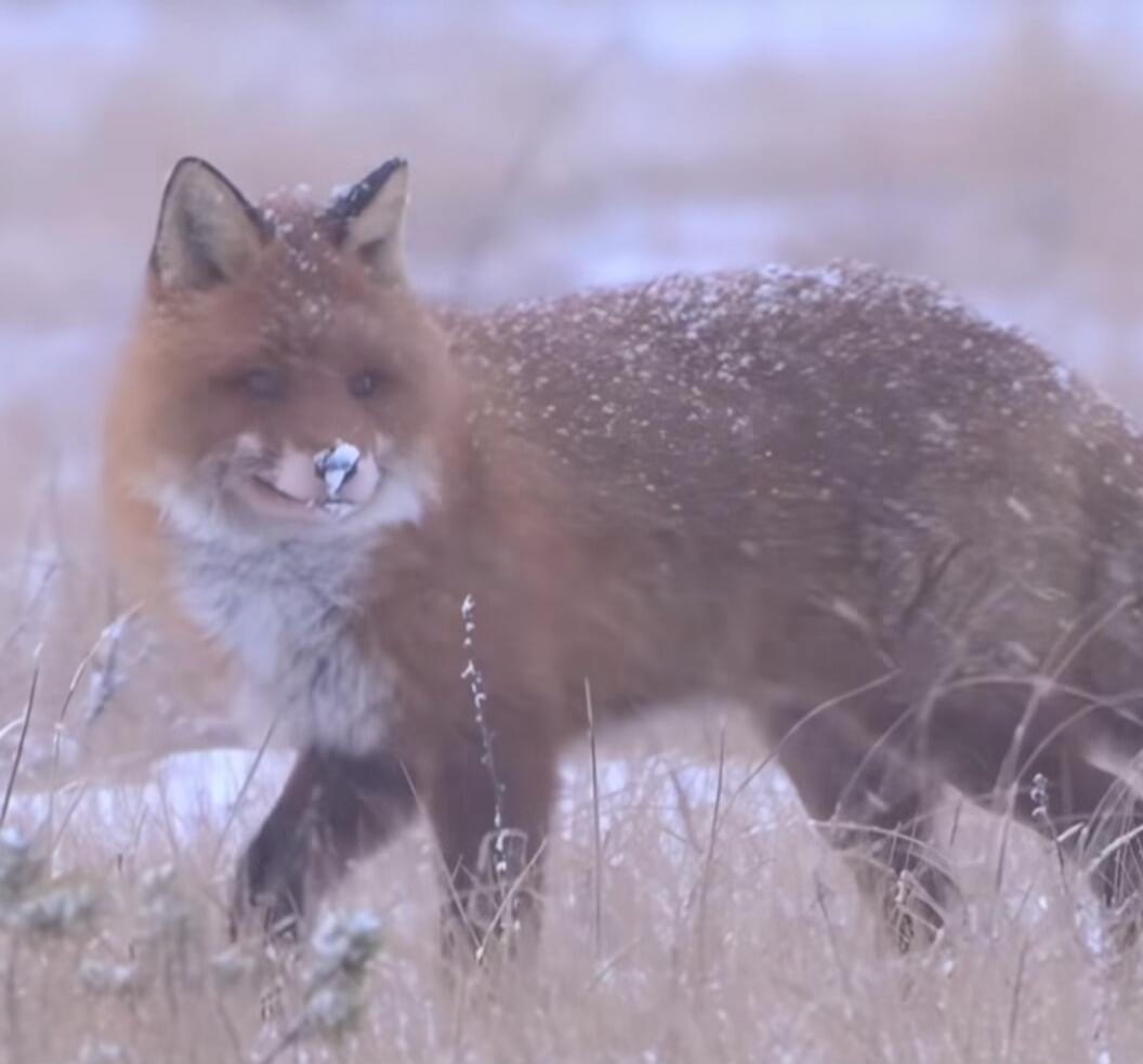 A red fox standing in a snowy field