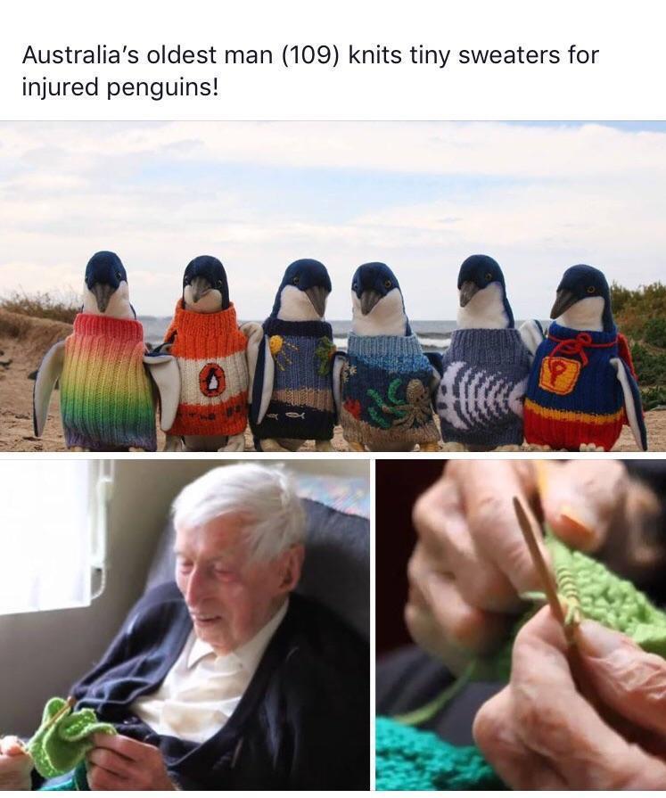 Australias oldest man 109 knits tiny sweaters for injured penguins
