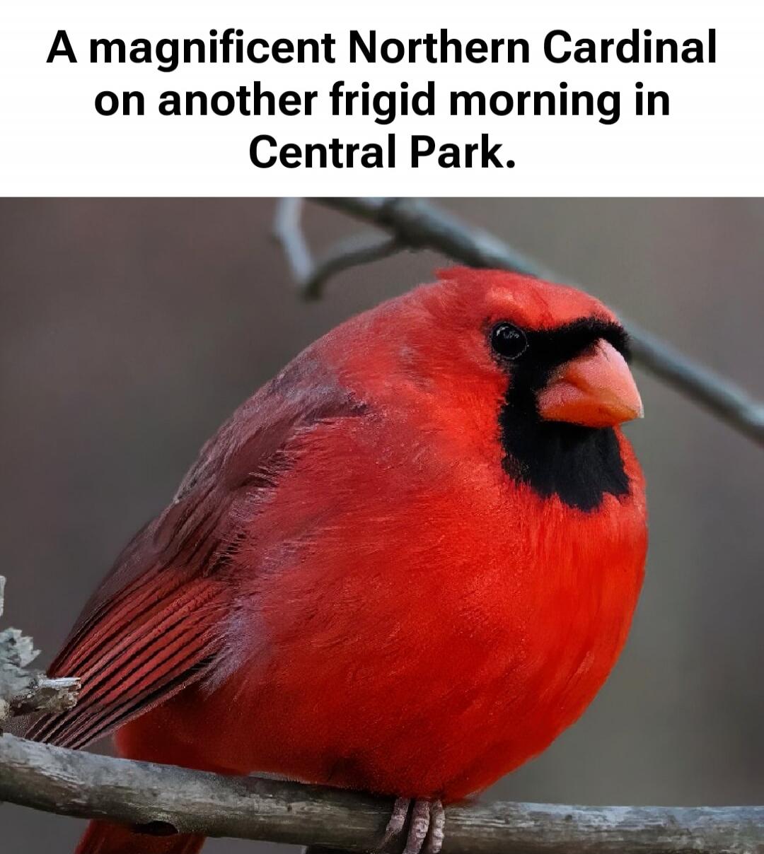 A magnificent Northern Cardinal on another frigid morning in Central Park.