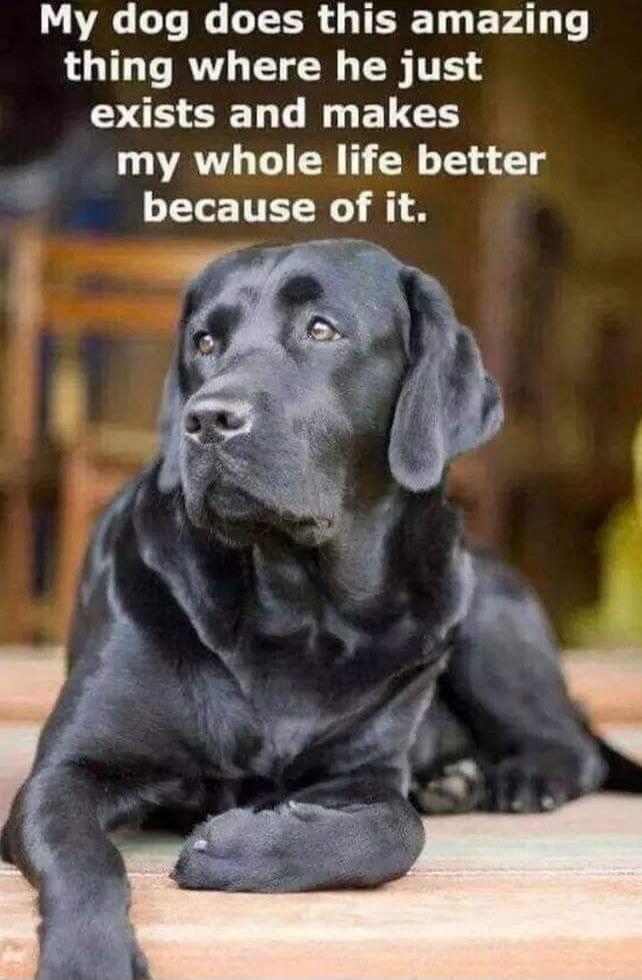 My dog does this amazing thing where he just exists and makes my whole life better because of it.