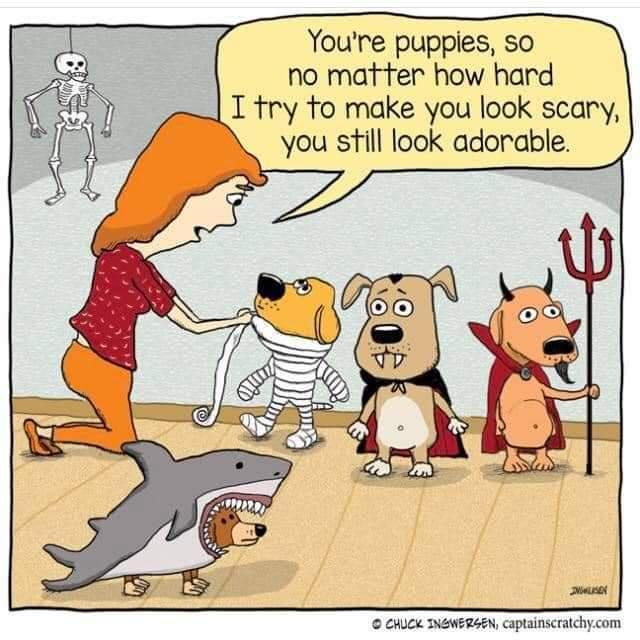 Youre pupples S0 no matter how hard I fry to make you look scary you still look adorable Chuck INEwERAN aptamscrachycom
