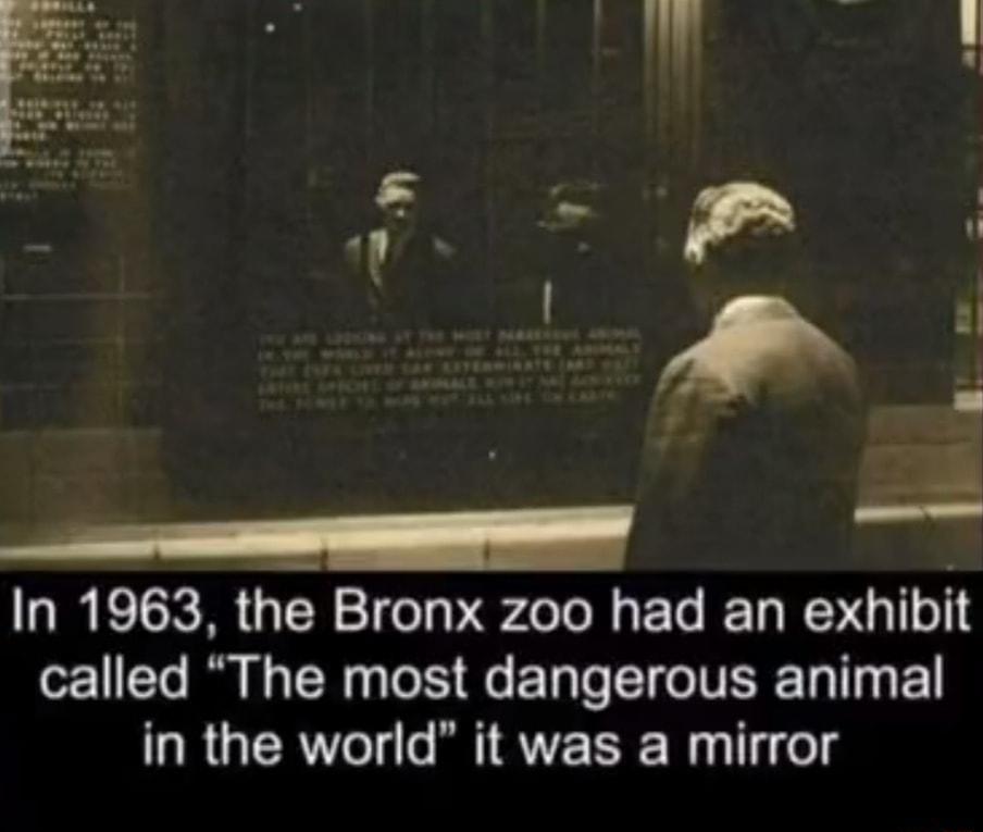 e In 1963 the Bronx zoo had an exhibit o1To Rl N g 13 e S Qe ETaTe T o N ERE T g g 2 in the world it was a mirror