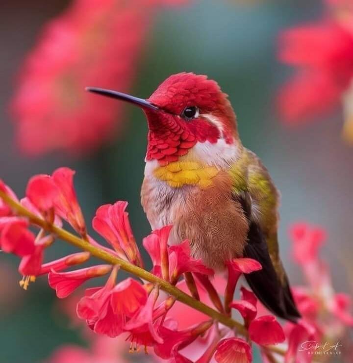 A hummingbird perched on a branch with red flowers.