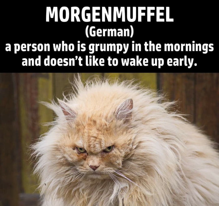 MORGENMUFFEL 17 EN aperson who is grumpy in the mornings LT R A TR CRTELCRT LT A