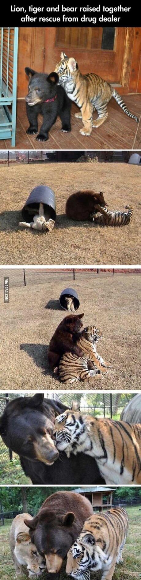 Lion tiger and bear raised together after rescue from drug dealer