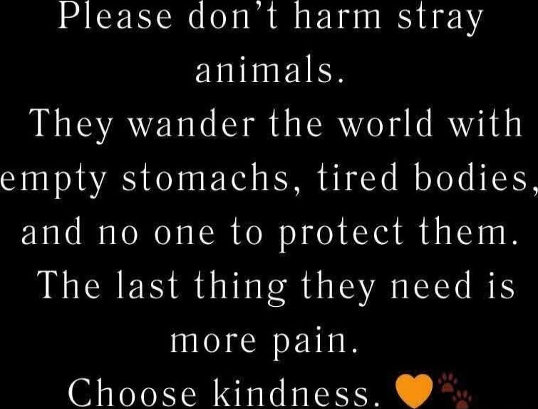 Please don’t harm stray animals. They wander the world with empty stomachs, tired bodies, and no one to protect them. The last thing they need is more pain. Choose kindness.💛🐾