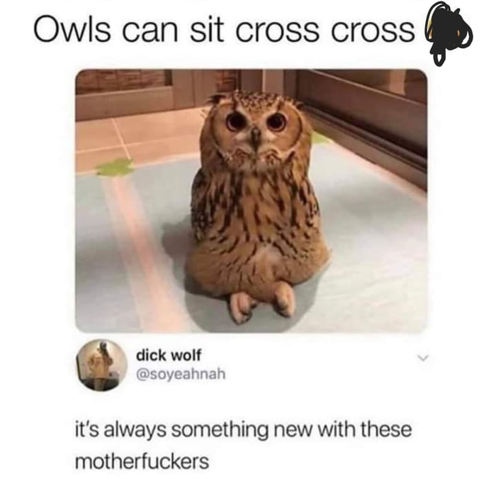 Owls can sit cross cross dick wolf soyeahnah its always something new with these motherfuckers