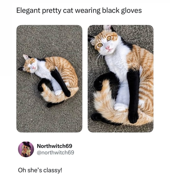 Elegant pretty cat wearing black gloves Northwitch69 @northwitch69 Oh she's classy!