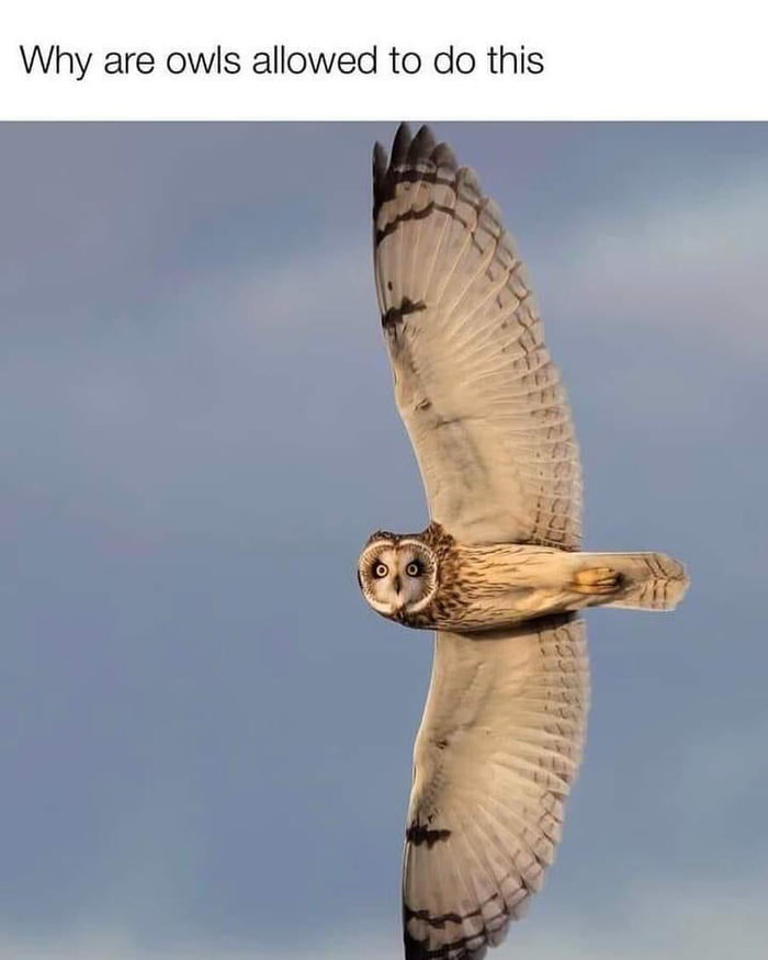 hy are owls allowed to do this
