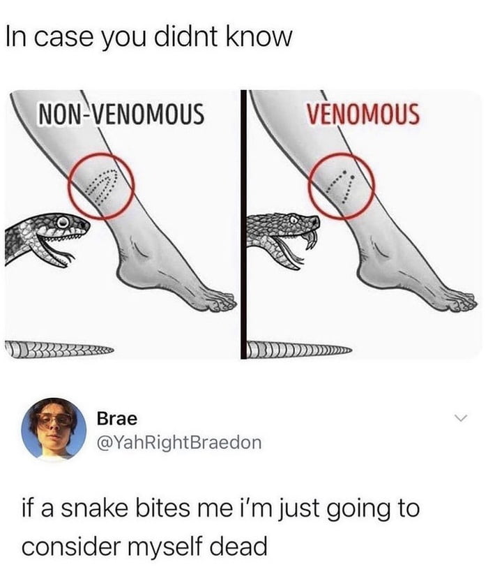 In case you didnt know NONVENOMOUS VENOMOUS Brae YahRightBraedon if a snake bites me im just going to consider myself dead