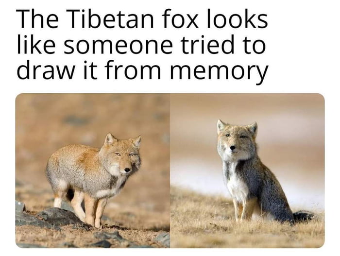 The Tibetan fox looks like someone tried to draw it from memory