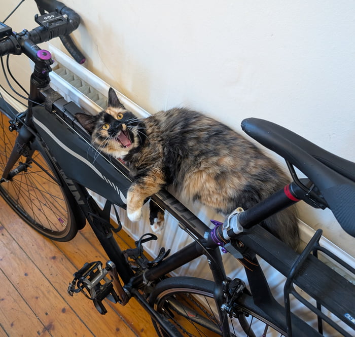 A calico cat is lying on a bicycle frame, appearing to yawn or meow loudly with its mouth wide open and eyes wide. The cat is resting against a white wall and a radiator, with a wooden floor visible below.