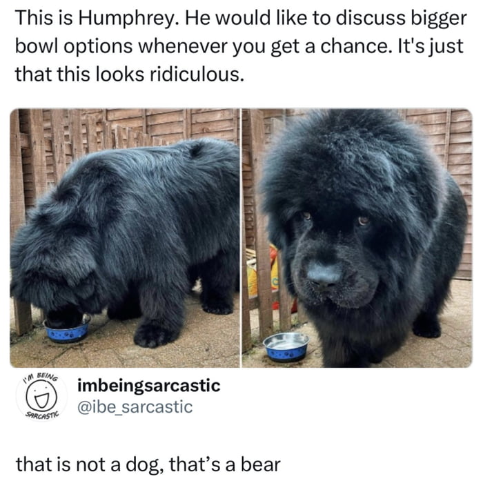 This is Humphrey. He would like to discuss bigger bowl options whenever you get a chance. It's just that this looks ridiculous. imbeingsarcastic @ibe_sarcastic that is not a dog, that's a bear