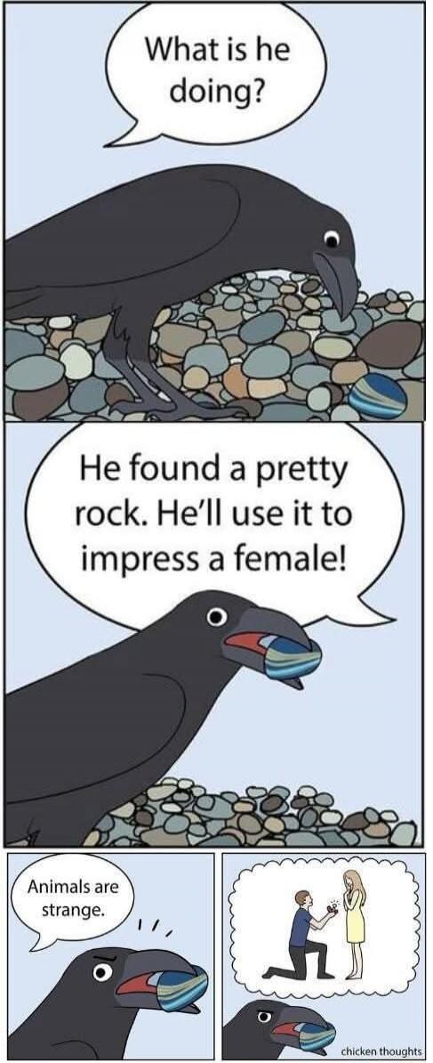 What is he doing?
He found a pretty rock. He’ll use it to impress a female!
Animals are strange.