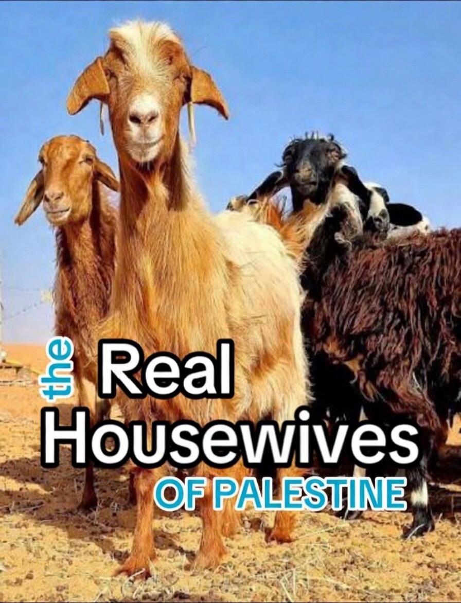 the Real Housewives OF PALESTINE