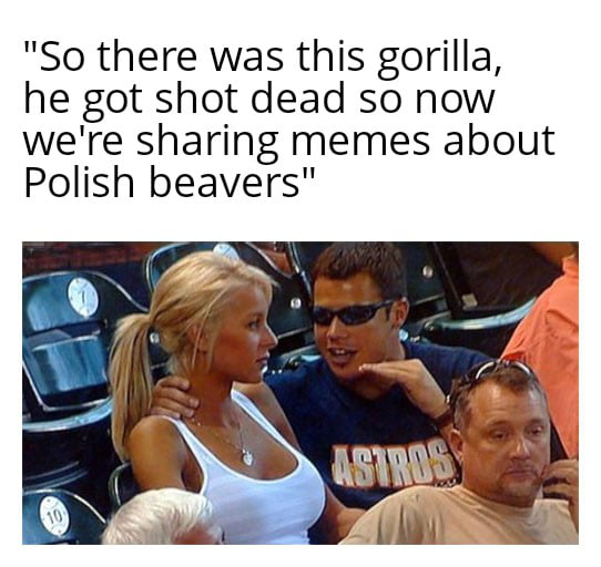 So there was this gorilla he got shot dead so now were sharing memes about Polish beavers