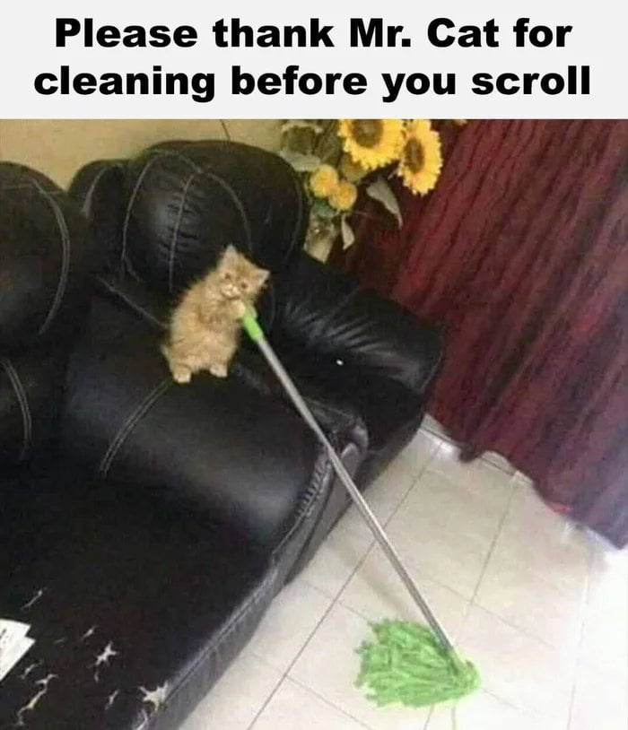 Please thank Mr Cat for cleaning before you scroll