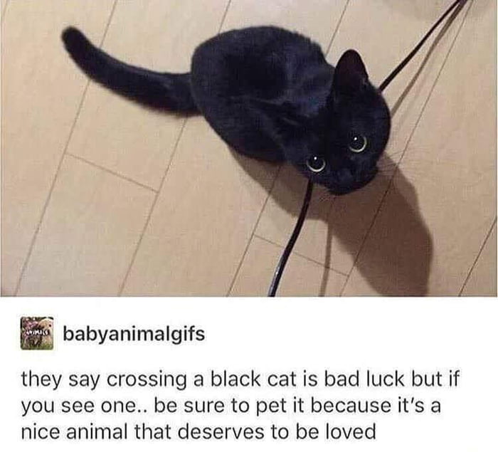 babyanimalgifs they say crossing a black cat is bad luck but if you see one be sure to pet it because its a nice animal that deserves to be loved