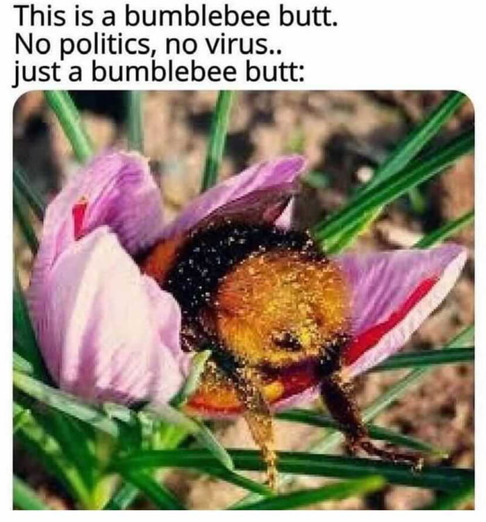 This is a bumblebee butt No politics no virus just a bumblebee butt