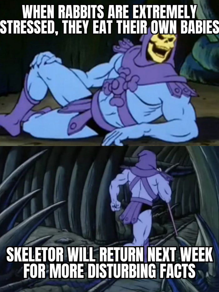 EN RABBITS ARE EXTREMELY smsssm THEY EAT THEIII owu BABIES mh SKELETOR WILL RETURN NEXT WEEK FORMORE DISTURBING FACTS