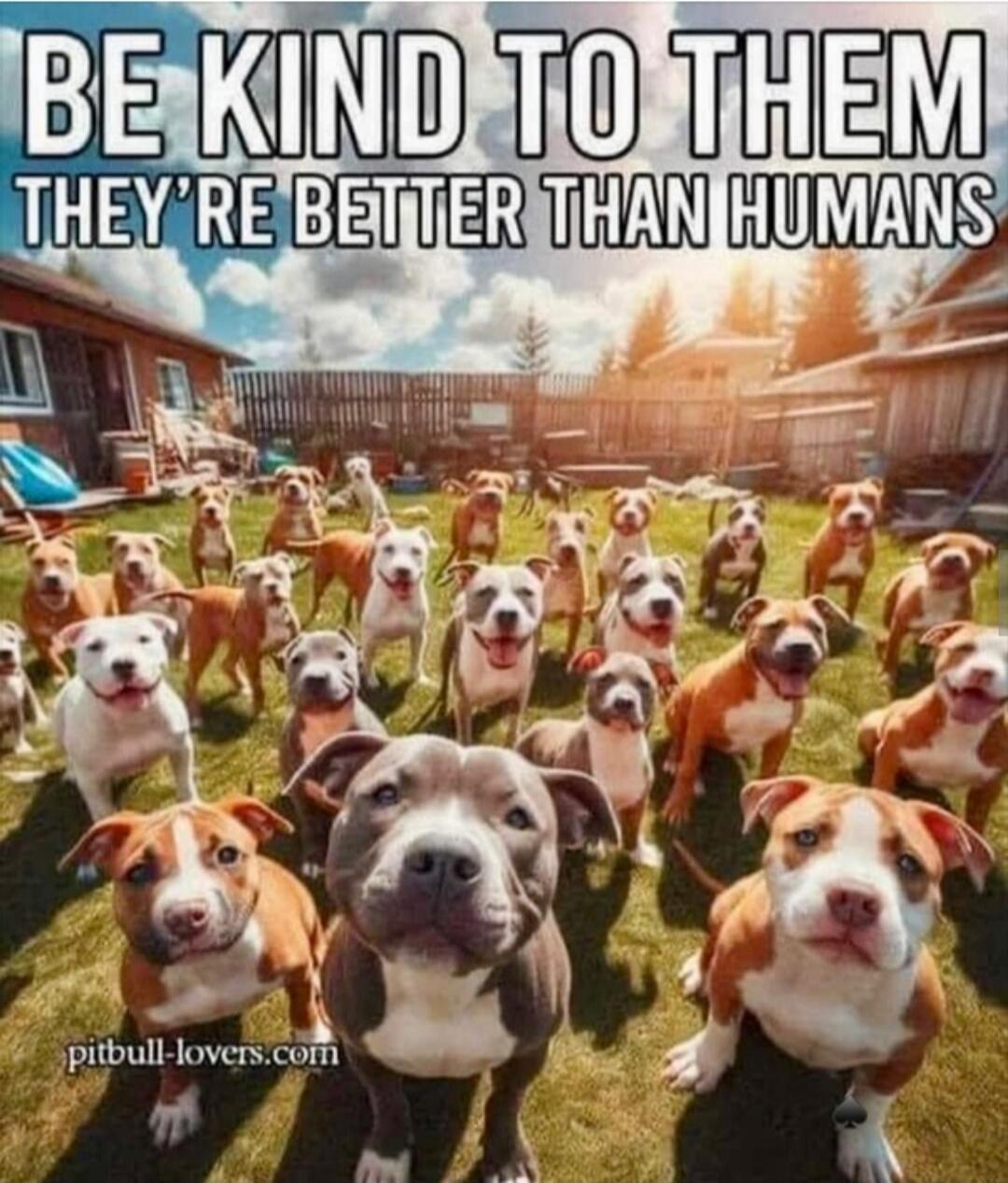 BE KIND TO THEM THEY'RE BETTER THAN HUMANS
pitbull-lovers.com