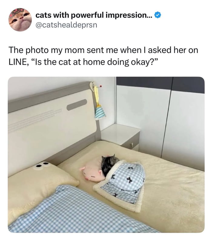 The photo my mom sent me when I asked her on LINE, “Is the cat at home doing okay?”