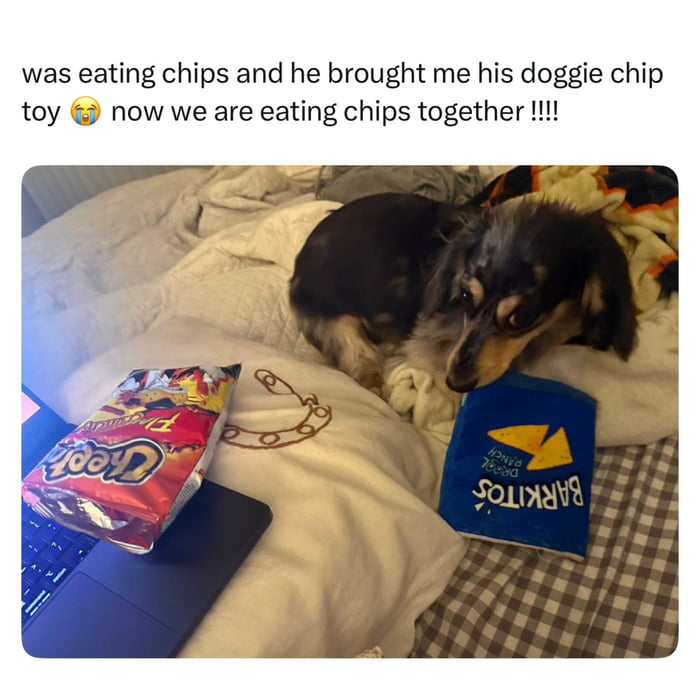 was eating chips and he brought me his doggie chip toy 😭 now we are eating chips together !!!!