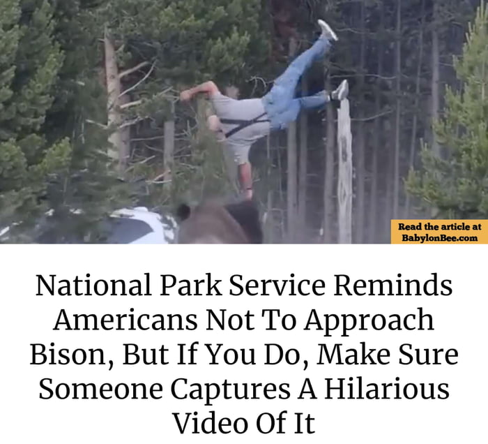Read the article at BabylonBee.com National Park Service Reminds Americans Not To Approach Bison, But If You Do, Make Sure Someone Captures A Hilarious Video Of It