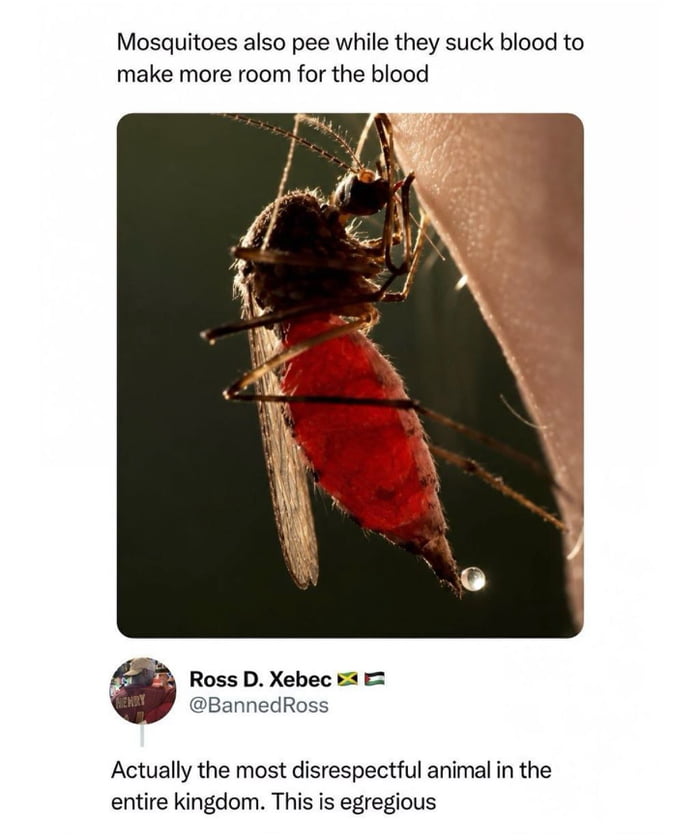 Mosquitoes also pee while they suck blood to make more room for the blood. Actually the most disrespectful animal in the entire kingdom. This is egregious.