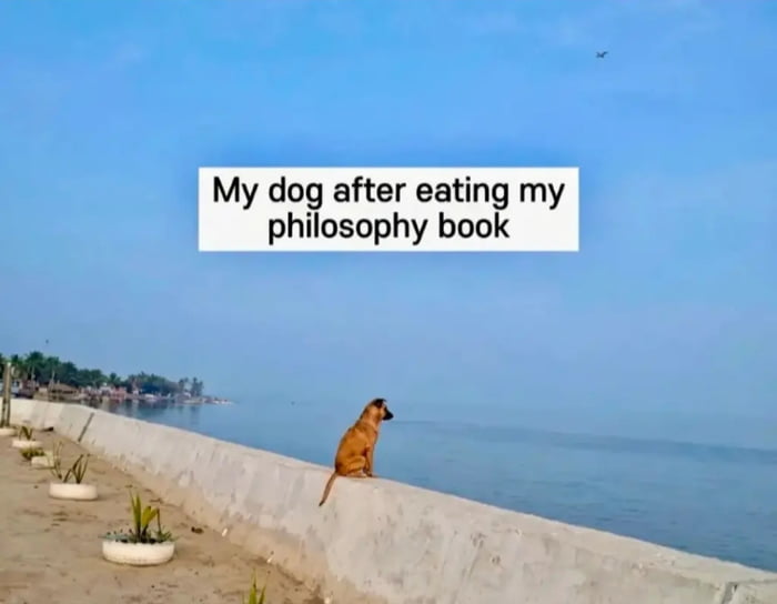My dog after eating my philosophy book