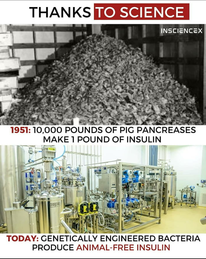 THANKS jee3e 3 INSCIENCEX s Oy HQSI 10 000 POUNDS OF PIG PANCREASES MAKE 1POUND OF INSULIN i P S ey TODAY GENETICALLY ENGINEERED BACTERIA PRODUCE ANIMAL FREE INSULIN