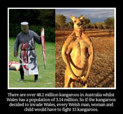 There are over 482 million kangaroos in Australia whilst Wales has a population of 314 million So if the kangaroos decided to invade Wales every Welsh man woman and child would have to fight 15 kangaroos
