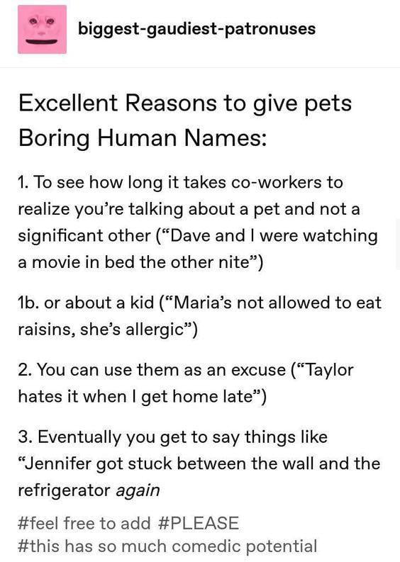 biggest gaudiest patronuses Excellent Reasons to give pets Boring Human Names 1 To see how long it takes co workers to realize youre talking about a pet and not a significant other Dave and were watching a movie in bed the other nite 1b or about a kid Marias not allowed to eat raisins shes allergic 2 You can use them as an excuse Taylor hates it when get home late 3 Eventually you get to say thing